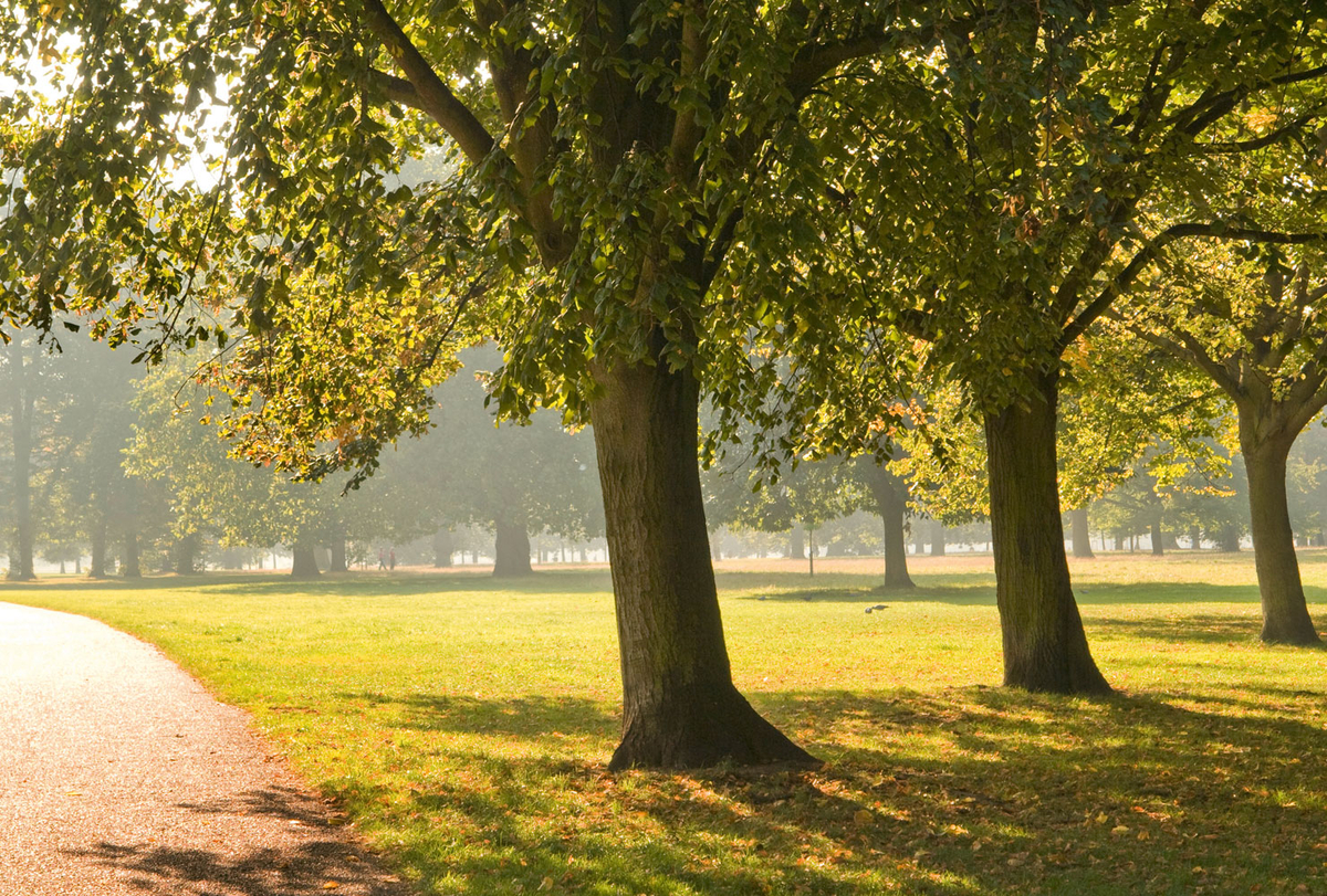 Baumallee mit herbstlichem Licht und grün-gelbem Laub